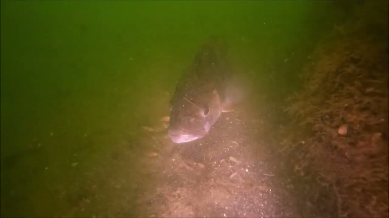 Hoe is het nu in . . . de Toolenburgerplas
