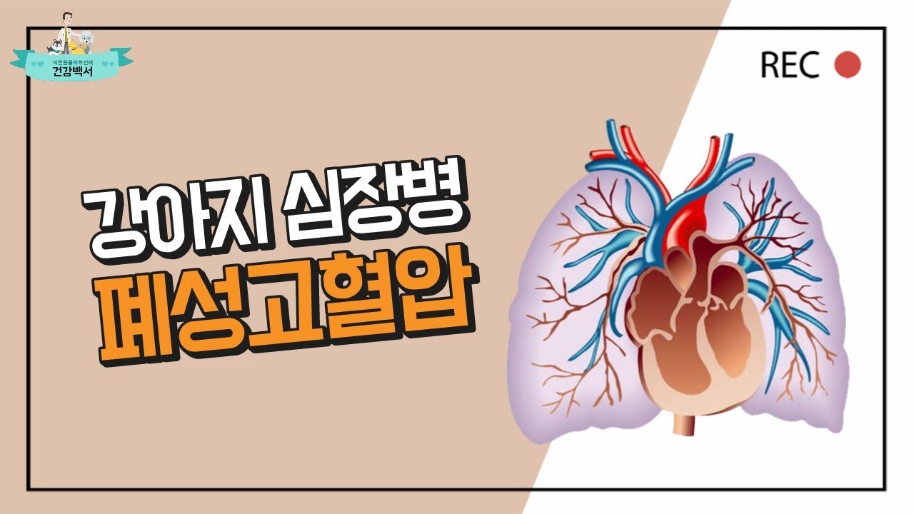 #강아지 심장병 폐성고혈압 증상과 치료, 관리방법까지! _이든TV