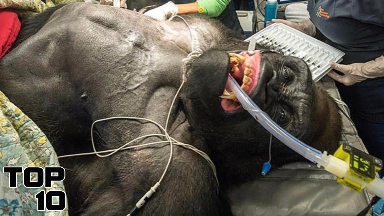 Top 10 EVIL Experiments That Terrified Scientists