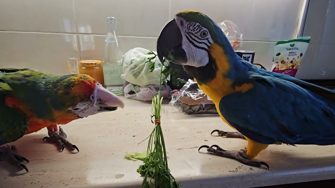 Papagali Ara- Facem salată😃