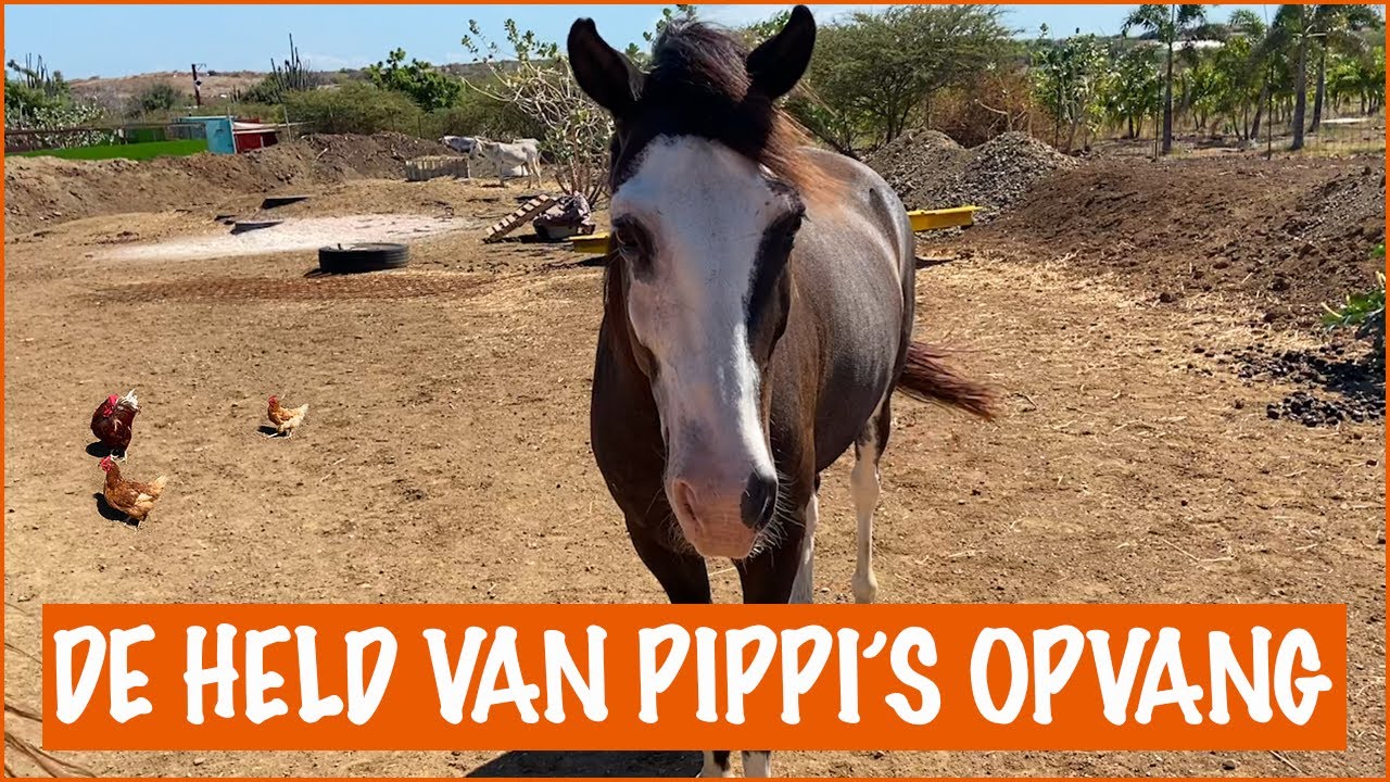 Wat doen wij met 2 karren poep? | DierenpraatTV