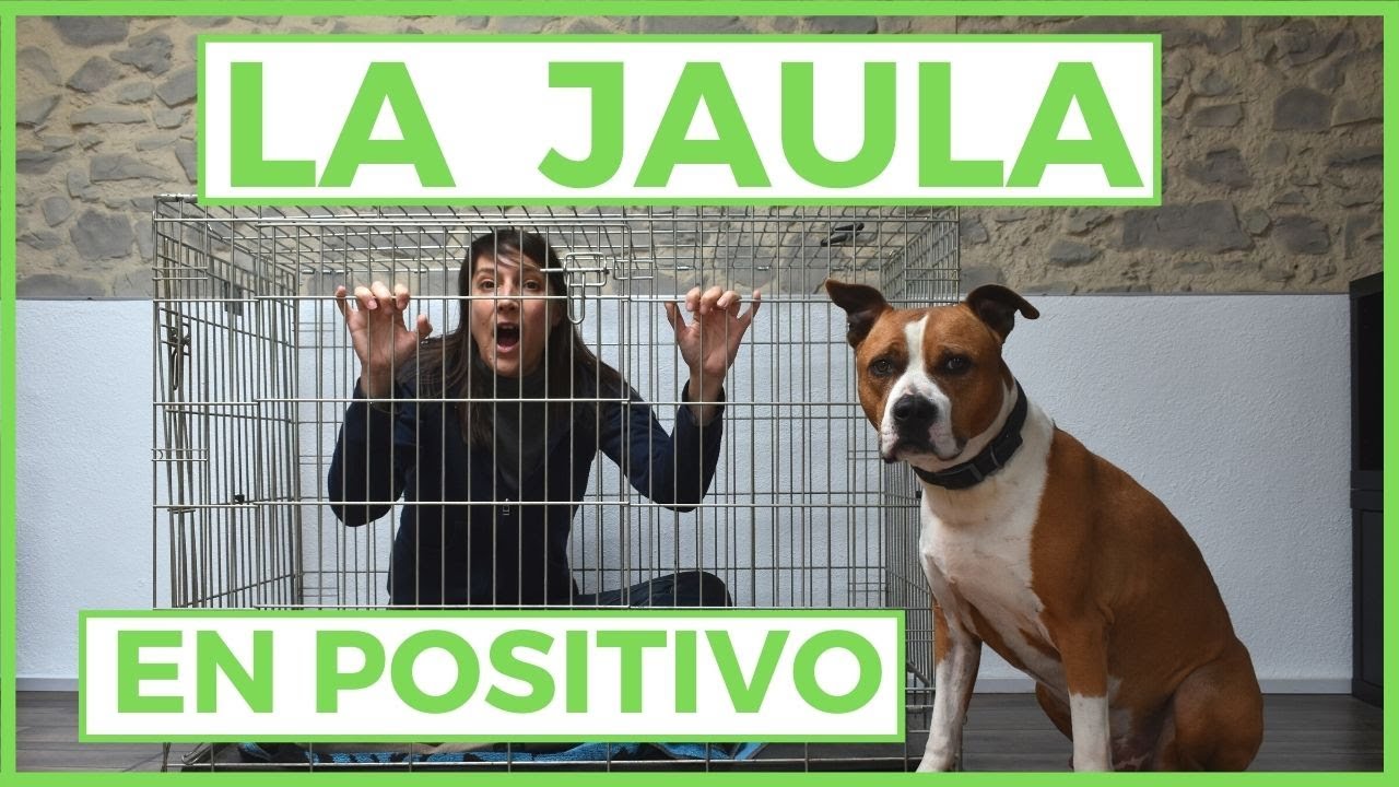 ✔️POSITIVIZAR la JAULA.🤩 PASO a PASO de A a Z sin TRAUMAS.