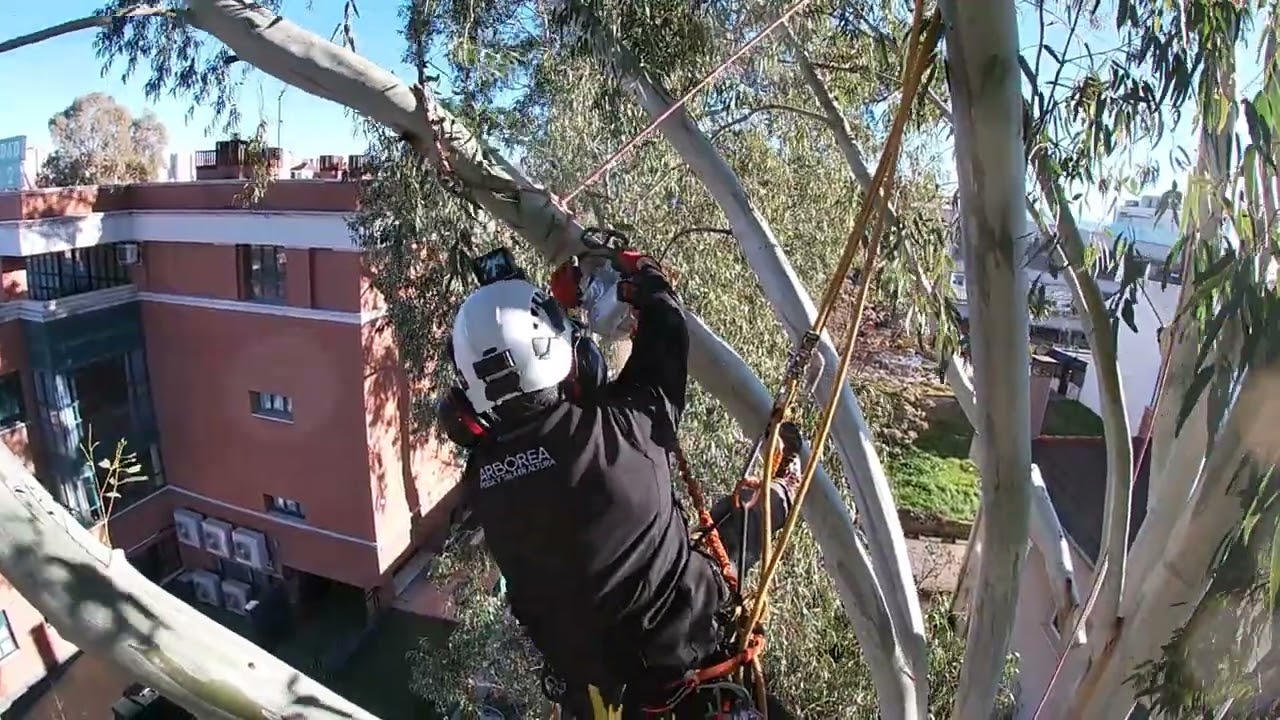 Poda en altura de Eucalipto en Madrid zigzag+akimbo 🌳 sthil ms161/PetzlL1D/Harken winch/SENA coms!