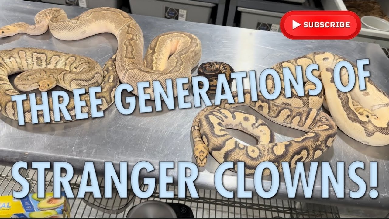 THREE GENERATIONS OF STRANGER CLOWNS!!