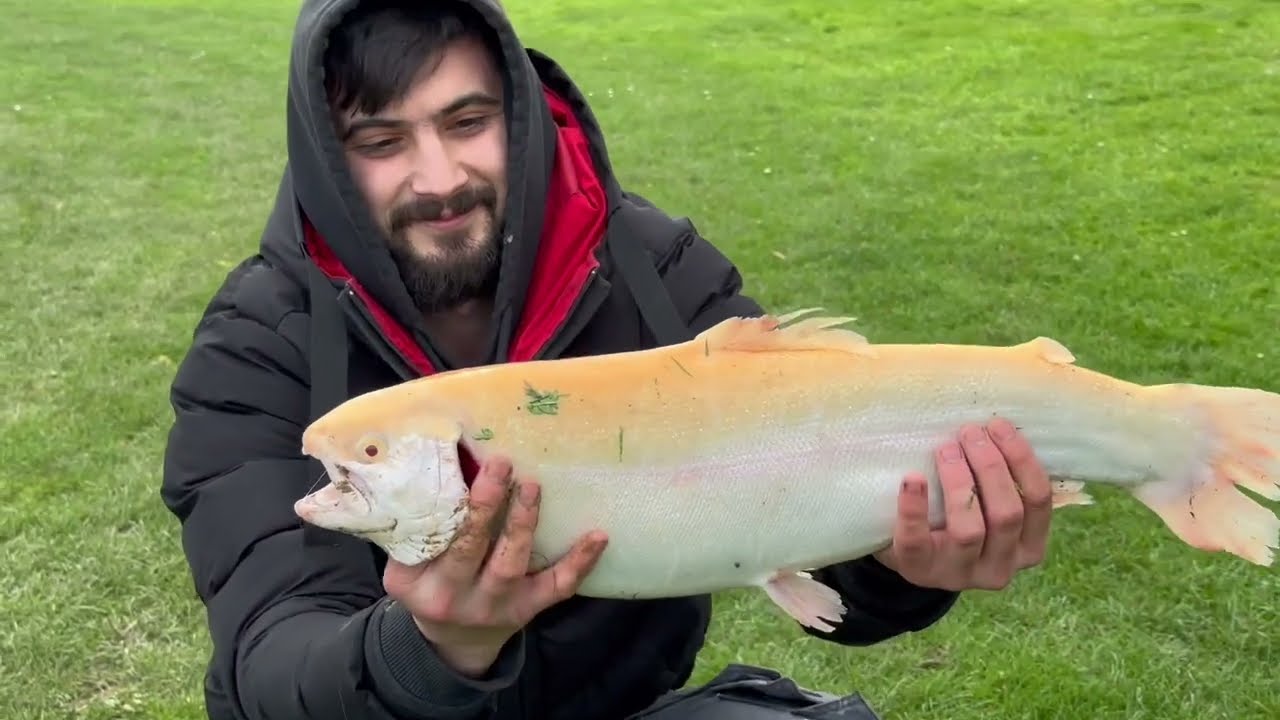 Un triplé de super grosses truites pour ce pêcheur