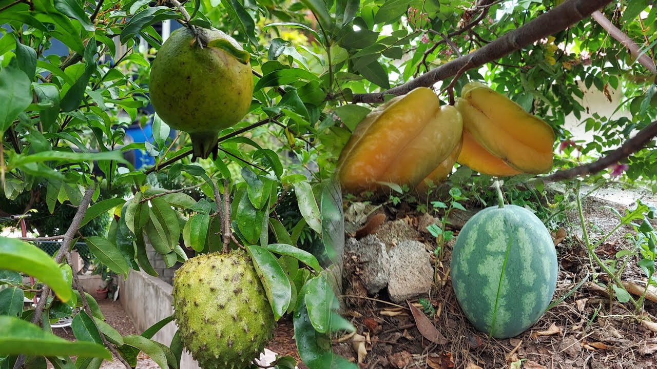 A Jamaican Backyard Tour. Sweet Journey 😋