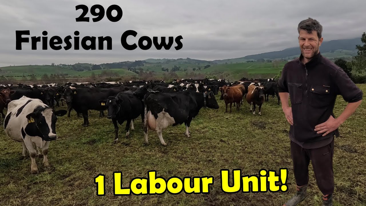 Frazer's Milking 290 Cows All By Him Self!