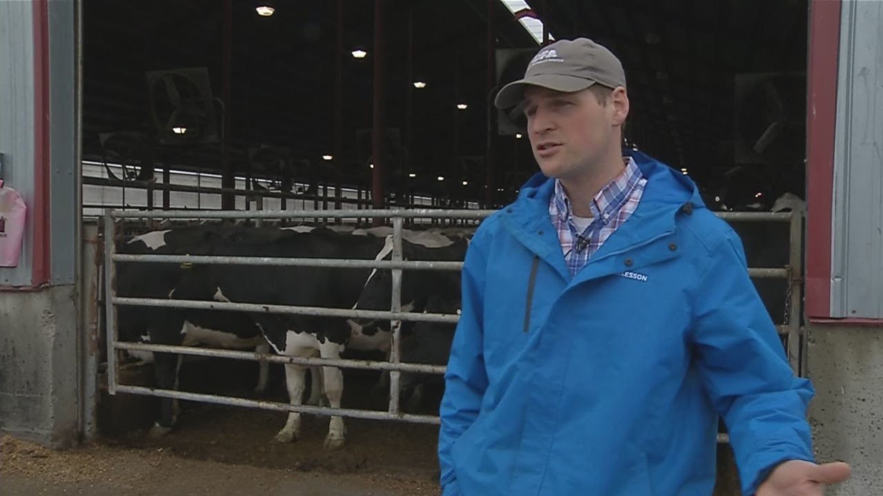 Local dairy farms battle low milk prices