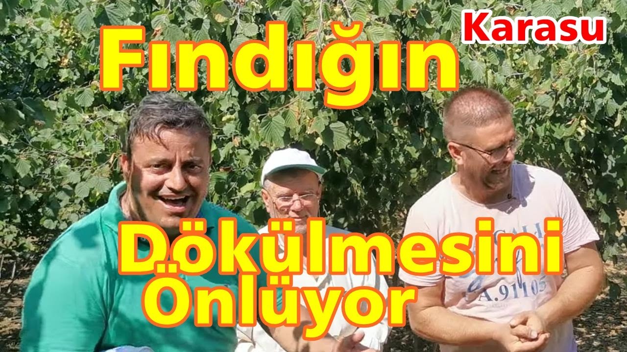 Fındıkta Doğuşu Tutumu Artırmak -  Doğuş Yapan Fındığın Dökülmesini Önlemek - Rekor Gübre Sonucu