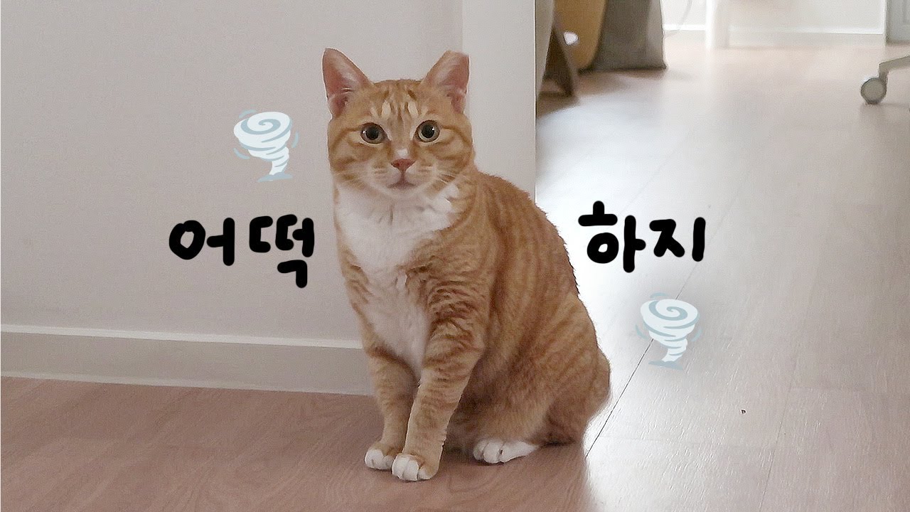 태풍에 오들이 캣티오가 난리가 났어요🌪️