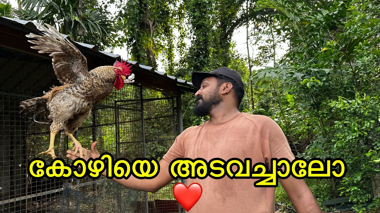 പഴയക്കാല കോഴികളെ അടവെക്കുന്ന രീതികൾ അമ്മുമ്മ പറയും😘