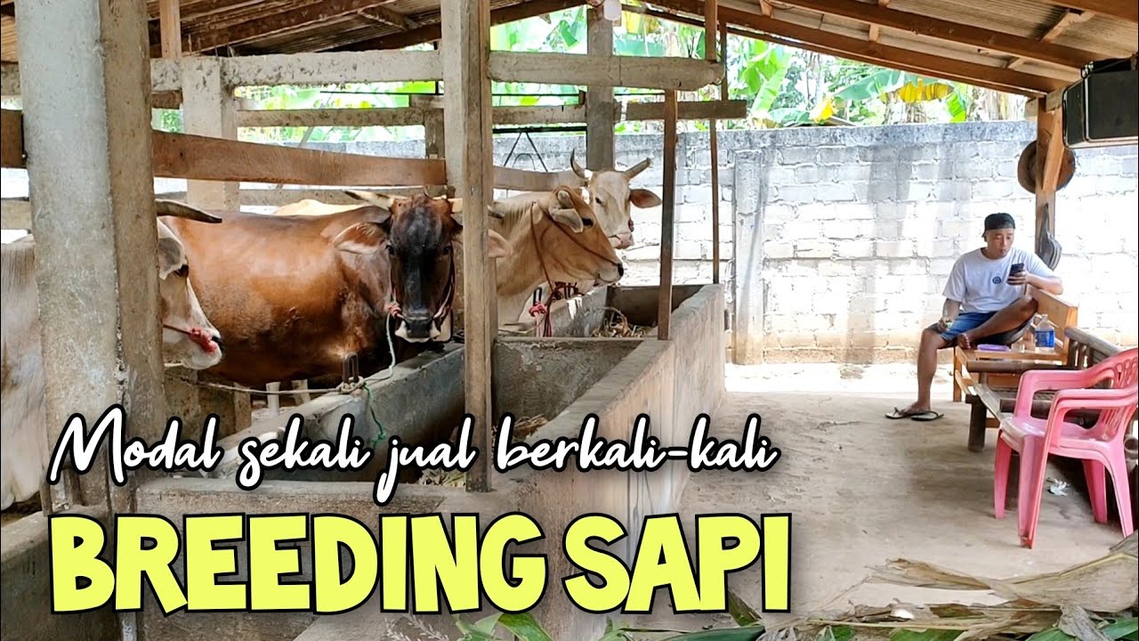 Breeding sapi tulen sudah berkali-kali jual