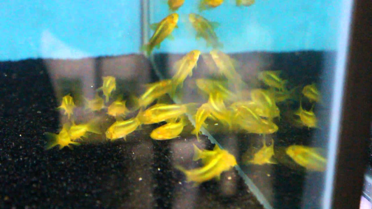 CW009 Green Laser Line Cory