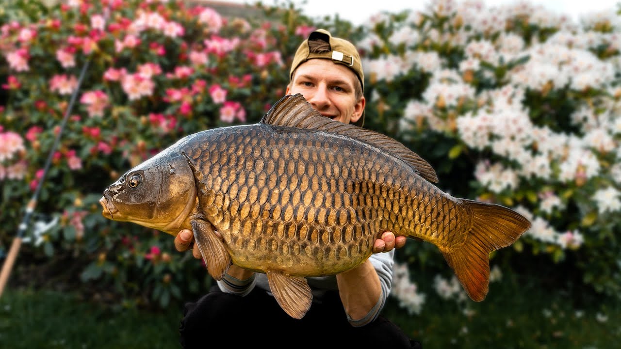 PENVISSEN OP KARPER  ( MET SUCCES!! )