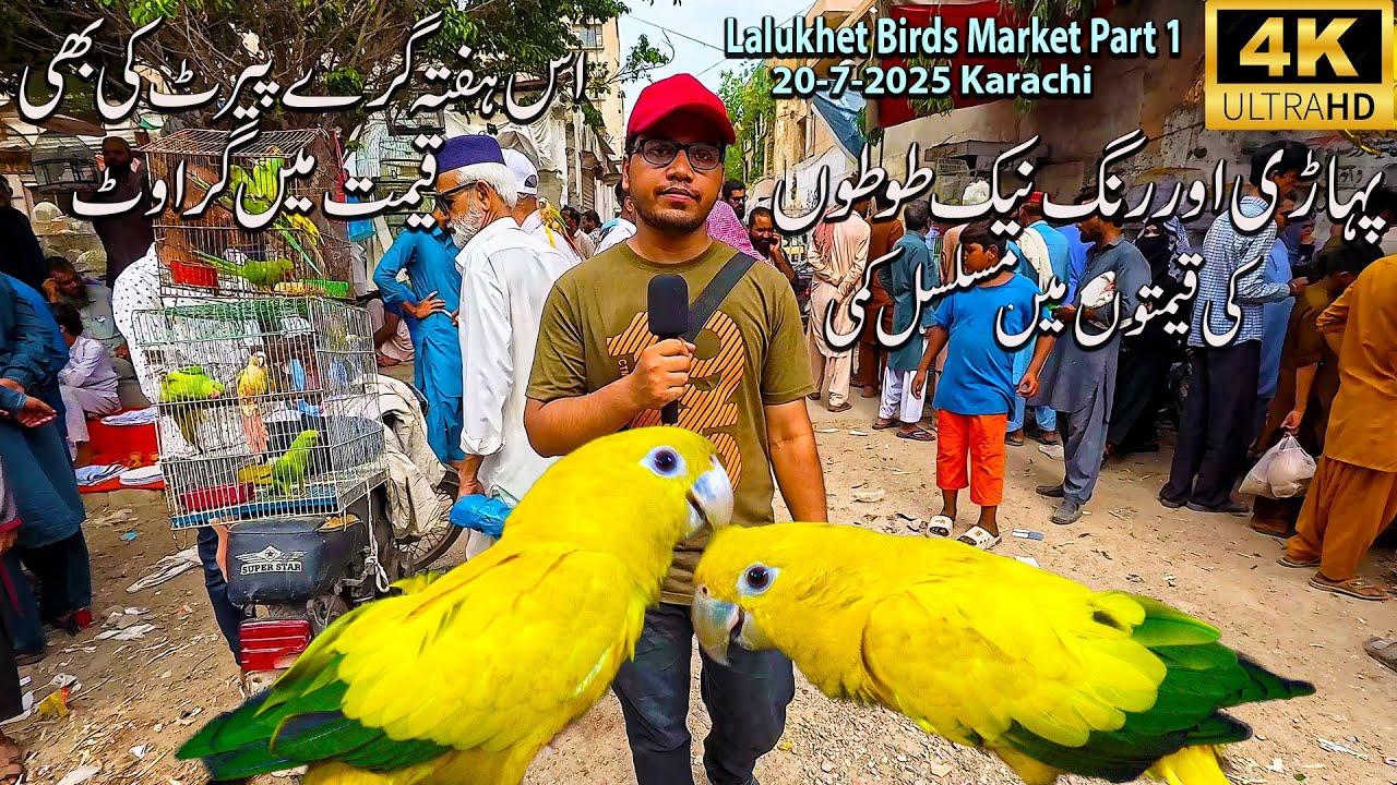 Lalukhet Exotic Birds and Parrots Market 20-7-25 Part 1 Karachi | Unique Birds and Hen and Rooster