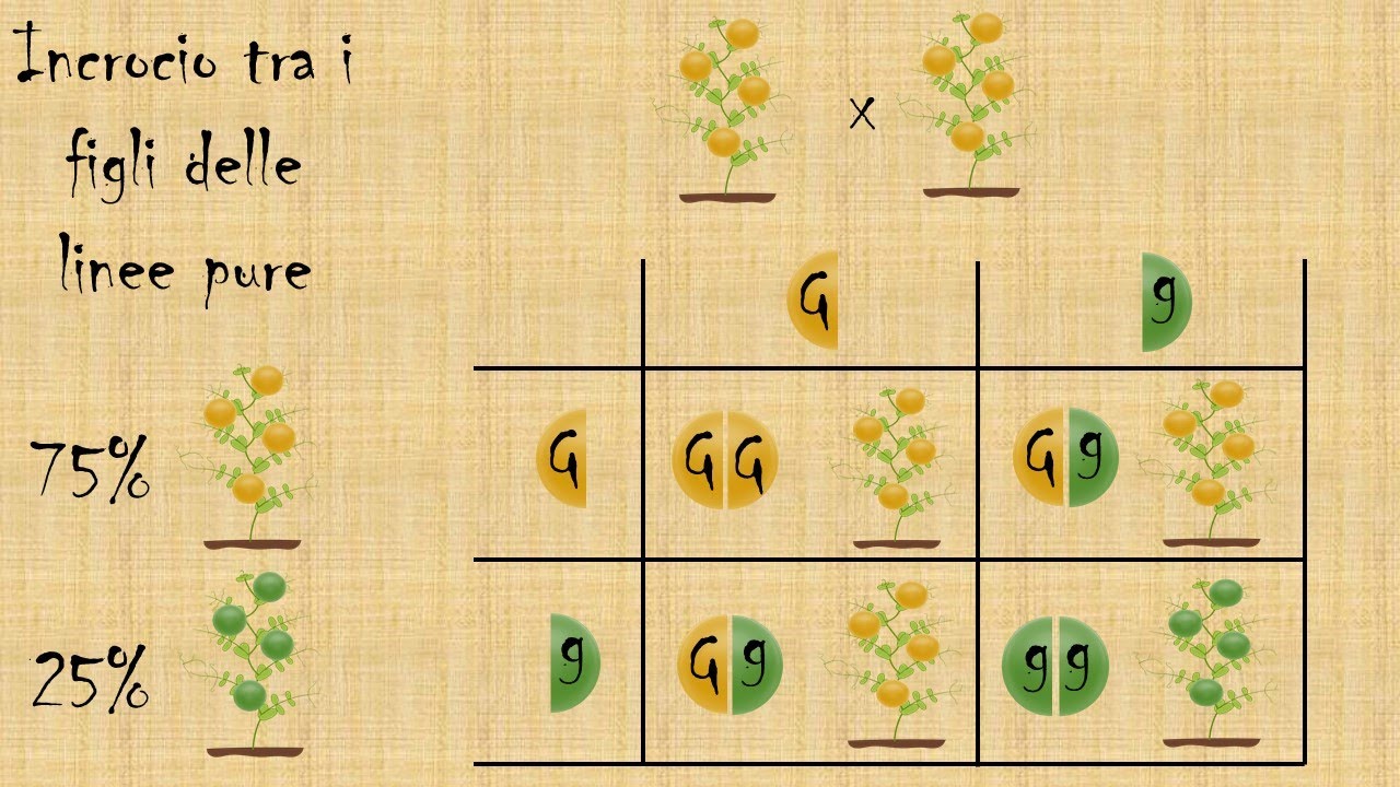 Mini lezione: la genetica delle leggi di Mendel