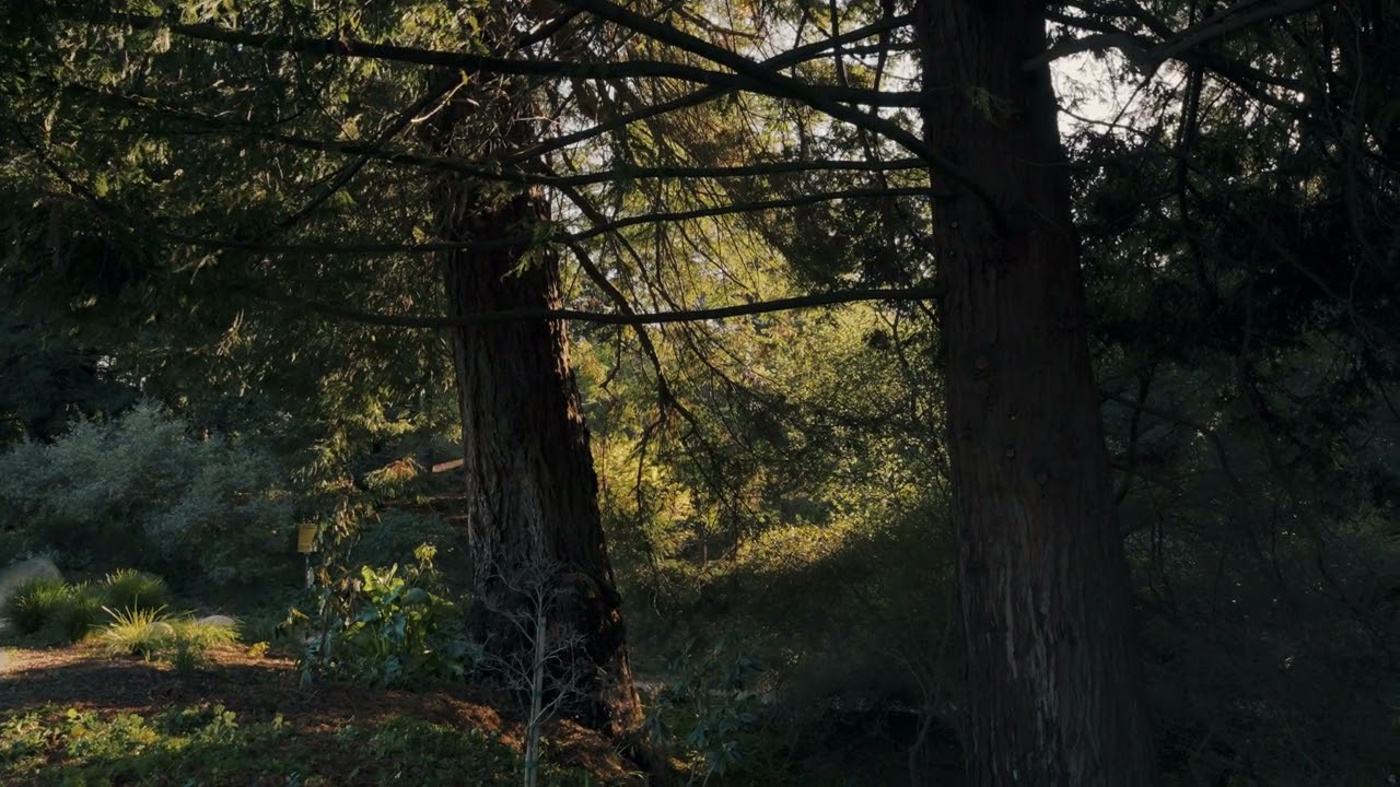 GOLDEN GATE PARK - A Short Film