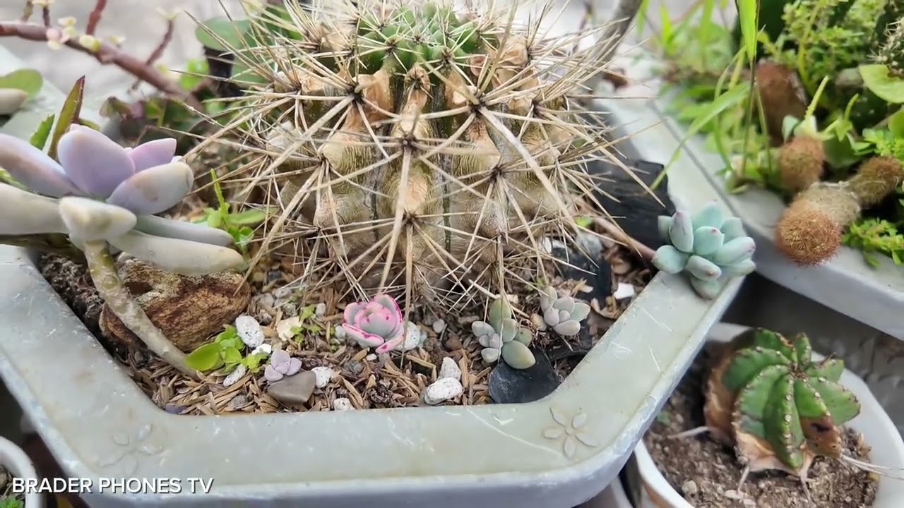 DIFFERENT VARIETIES OF CACTUS NI MISIS...
