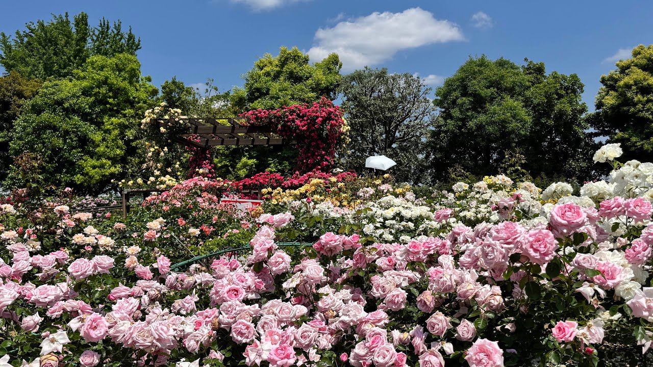 Walking through a beautiful Rose Garden in Kanagawa Prefecture