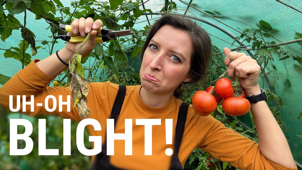 Harvesting my Blighted Tomatoes 2021 / Homegrown Garden