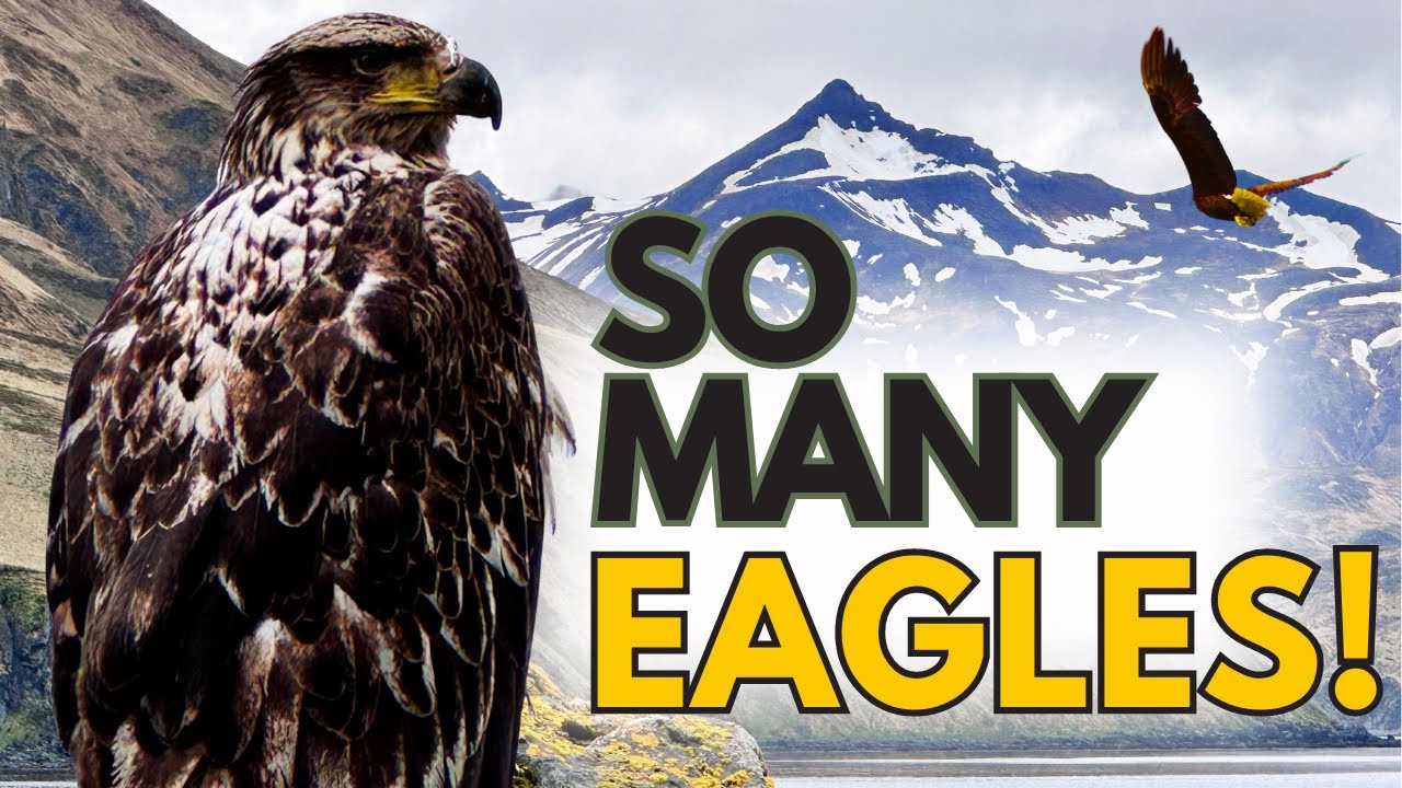 I have NEVER seen this many BALD EAGLES in ONE SPOT!