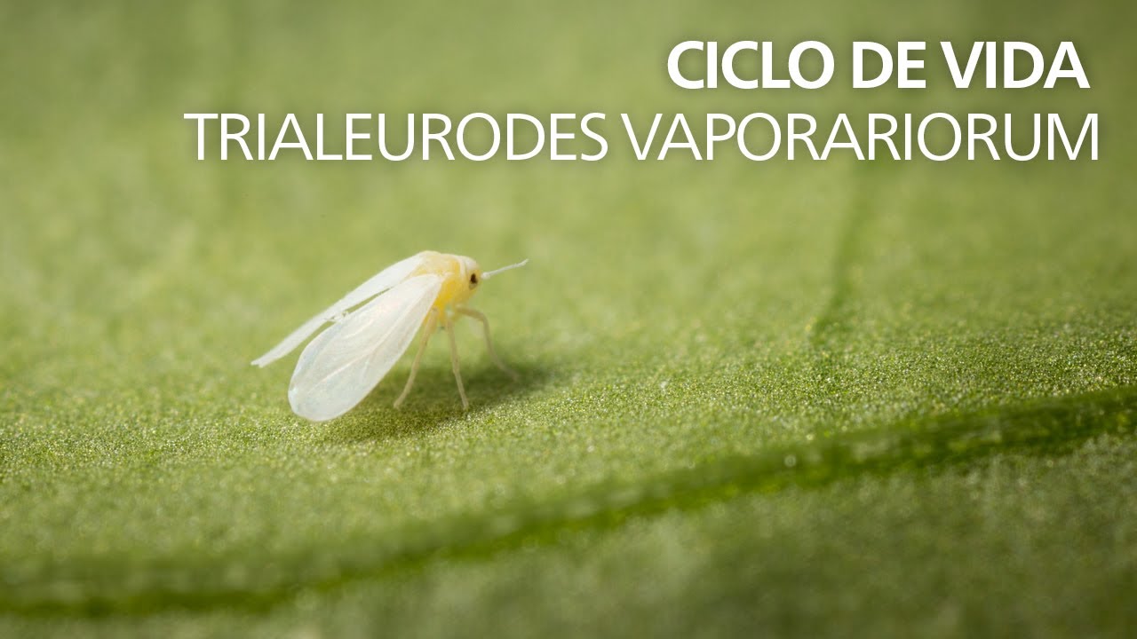 Ciclo de Vida | Trialeurodes vaporariorum (Mosca Branca)