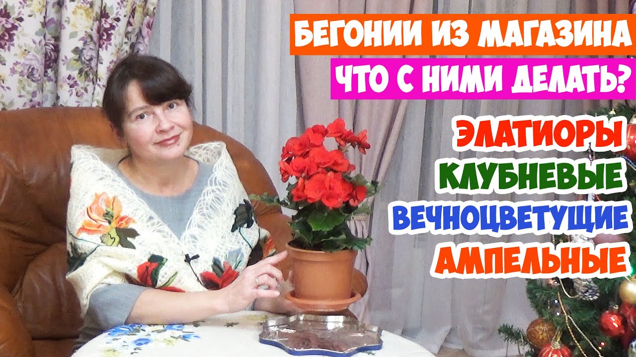 Бегонии из магазина! Как ухаживать и пересаживать? Элатиор, Клубневые, Ампельные, Вечноцветущие...