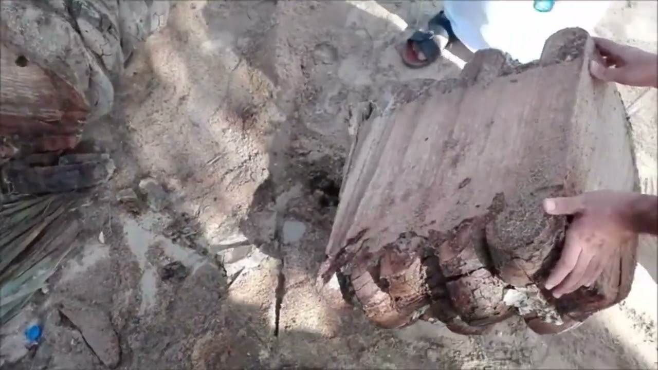 La eficacia de la palmera contra el Stem Borer