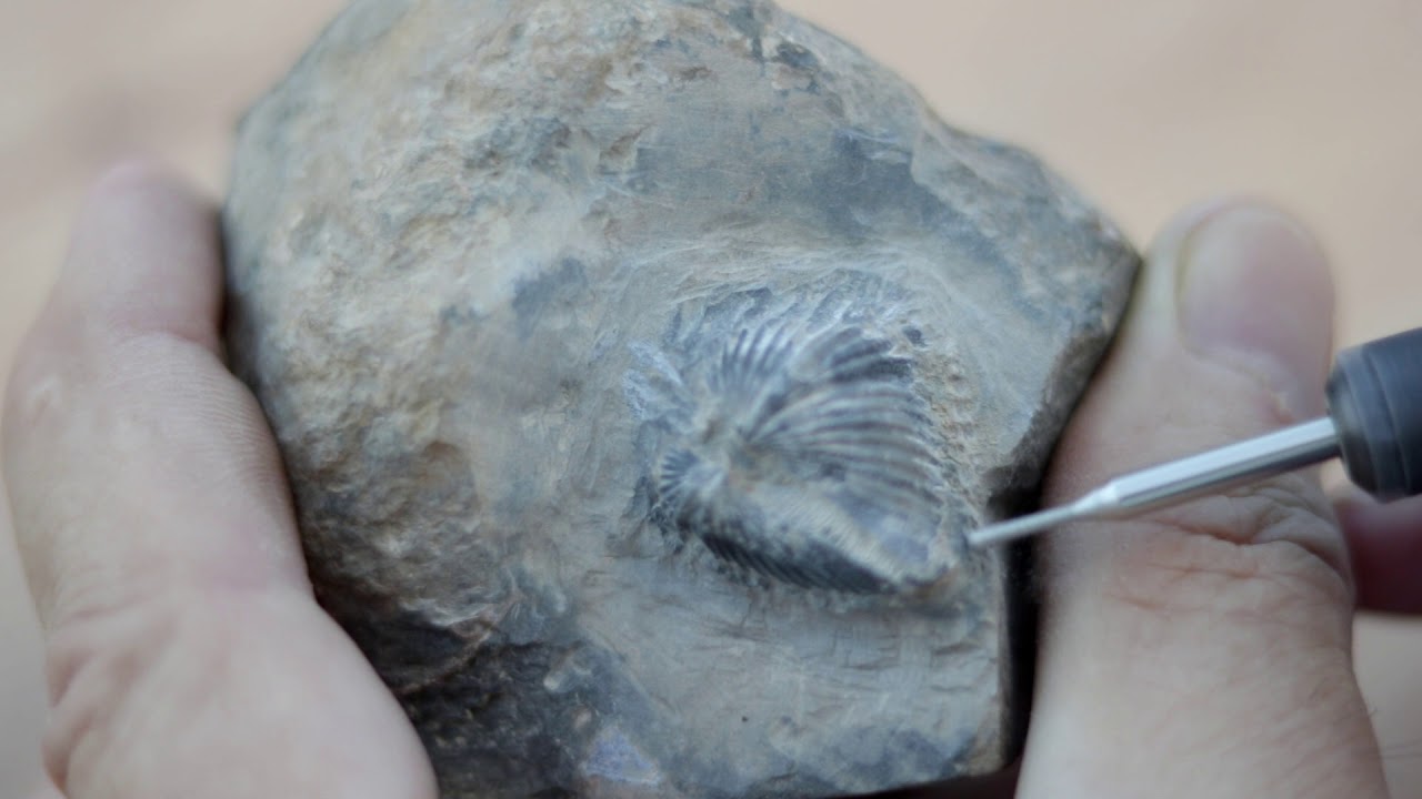 Fossil preparation how to clean up a fossil