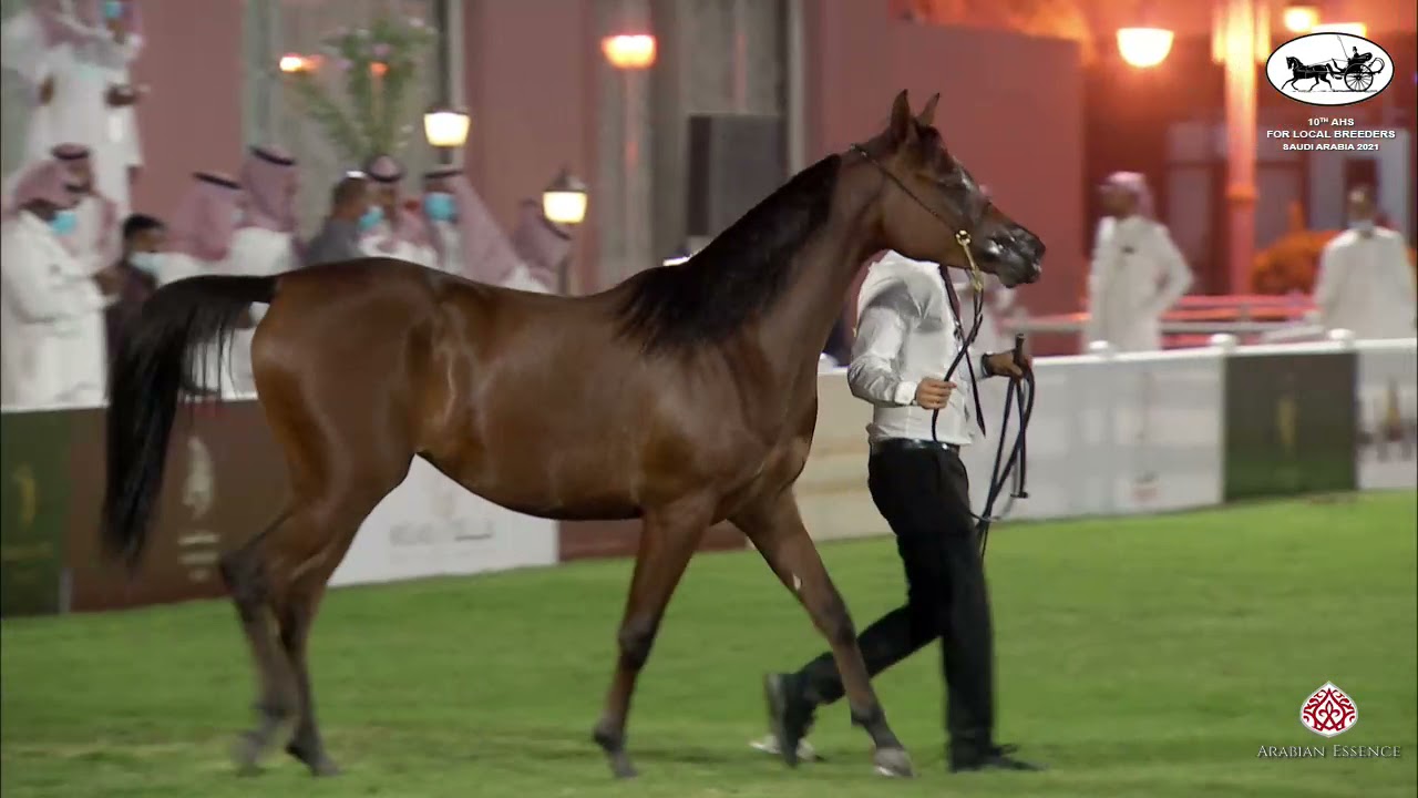 N 148 RS GHADER   10th Arabian Horse Show for local Breeders in Saudi Arabia 2021   Yearling Fillies