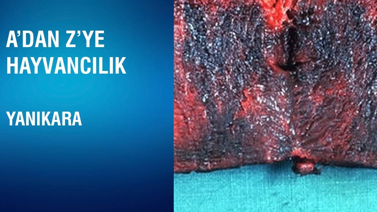A'dan Z'ye Hayvancılık - Yanıkara (Blackleg)