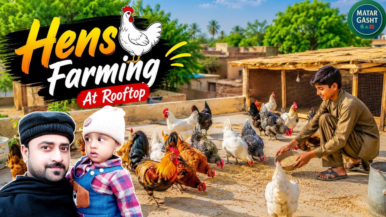 Hen Farming In Home || Hens Farming At Rooftop || Desi Poultry Breeds