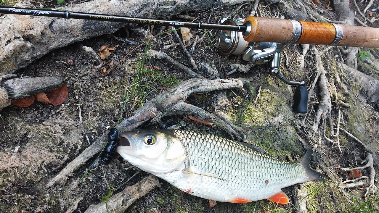 Ловля голавля на силикон Fishup Pupa