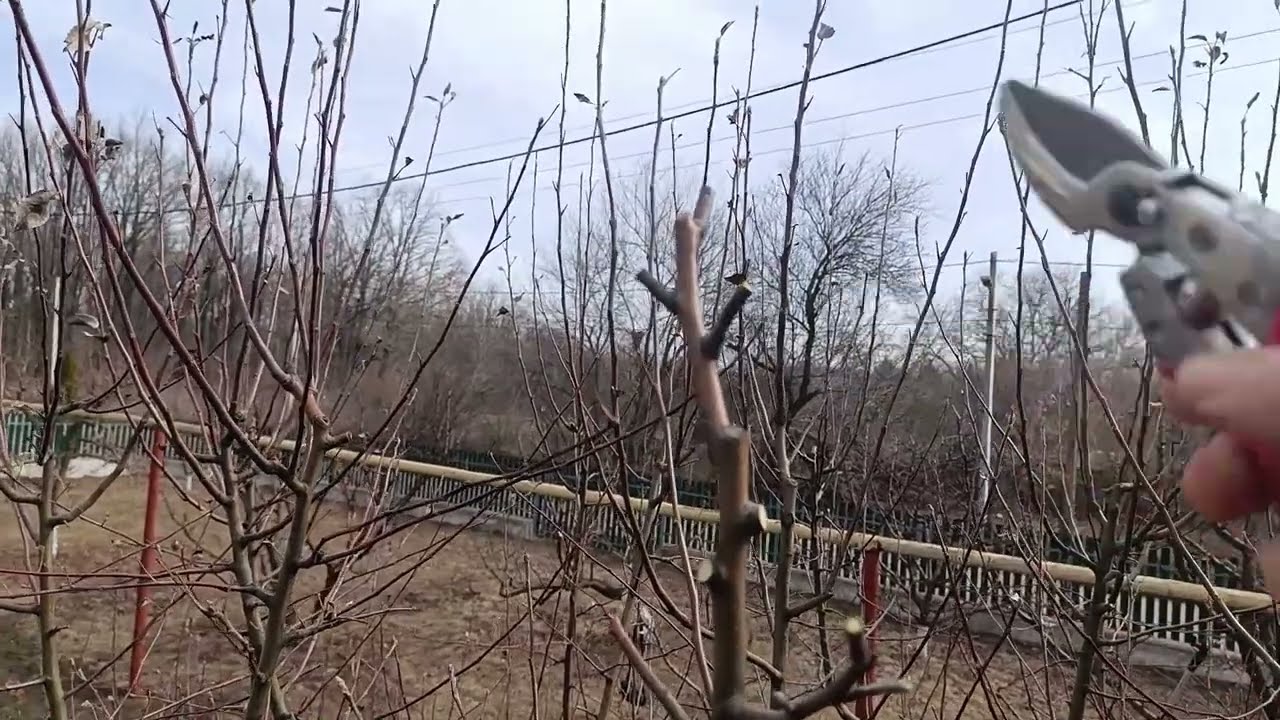 Снесли крону, всё заросло, как вернуть баланс.