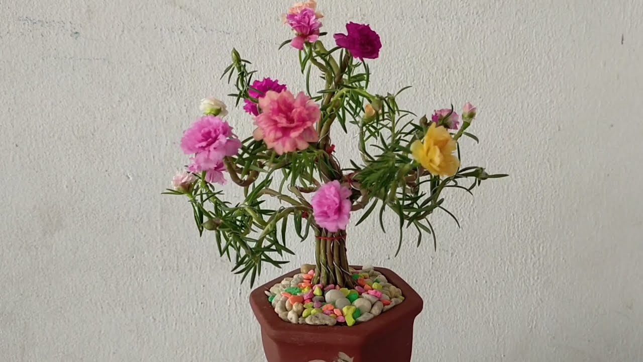 cách làm bonsai hoa mười giờ đơn giản tuyệt đẹp | bonsai mini | minh đoàn tô
