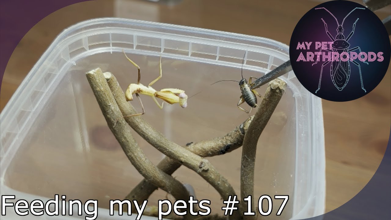 Tarantula, mantis and snake feeding video 