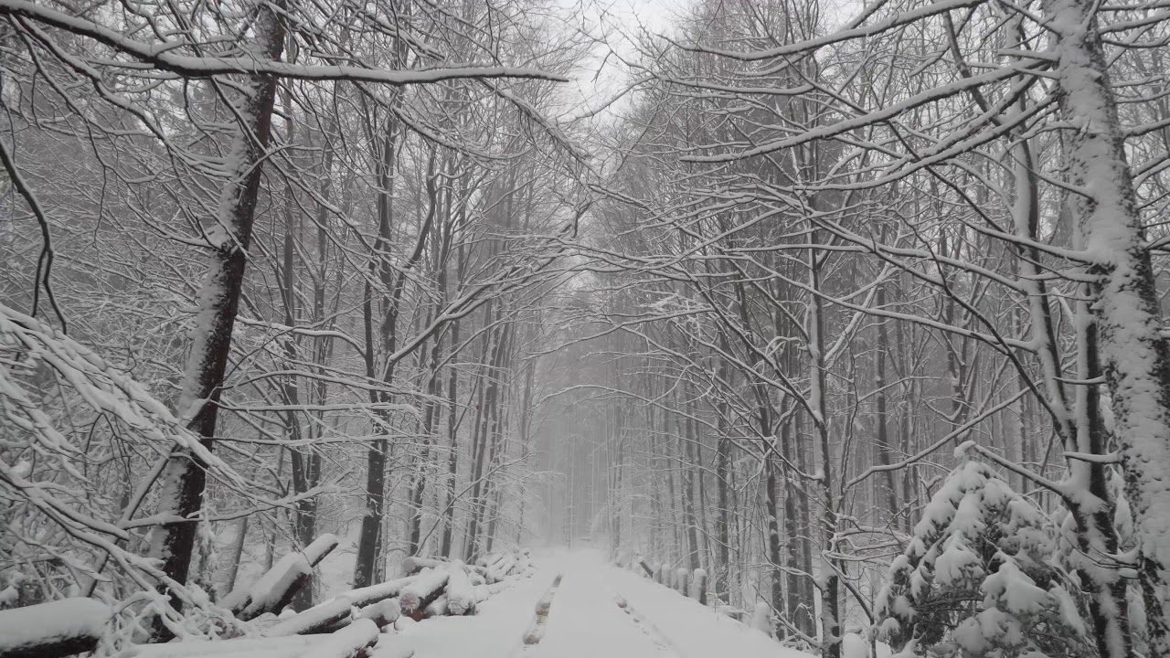 Virtual Drive Through Forest Covered With Snow / Snowy Fairy Tail to Melt Your Stress and Worries