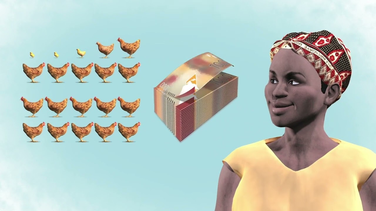 Farmer Film School: 3 steps to grow a poultry flock