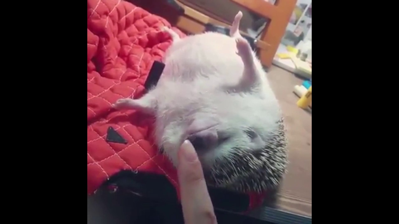 Recopilacion de videos tiernos sobre los Erizos y Sugar Glider