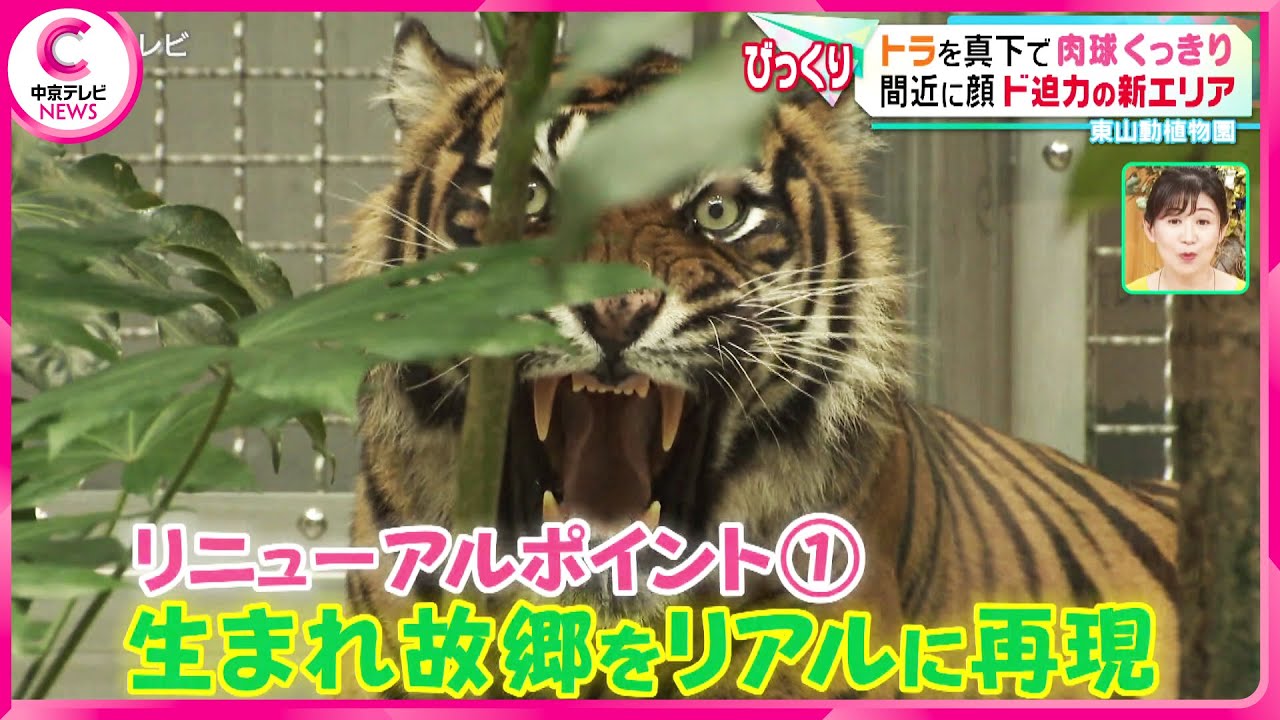 【東山動物園】トラやオラウータンを間近で見られる！　新エリアをお披露目　#動物 #アニマル