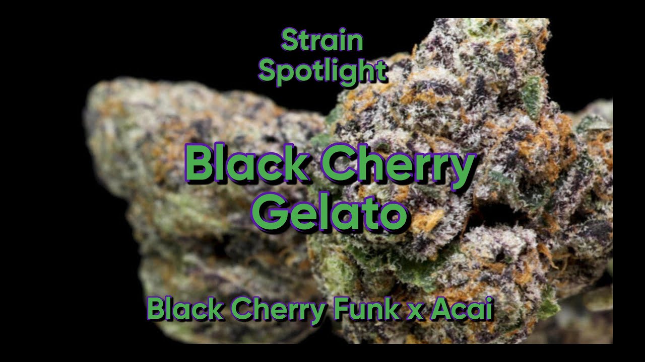 Black Cherry Gelato - Strain Spotlight