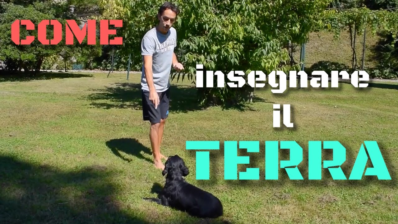 Come insegnare al cane il TERRA - ADDESTRAMENTO CANI