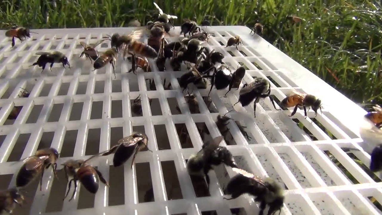 Queen Excluders, do they slow honey production? Do they also exclude some workers? YES, tested.