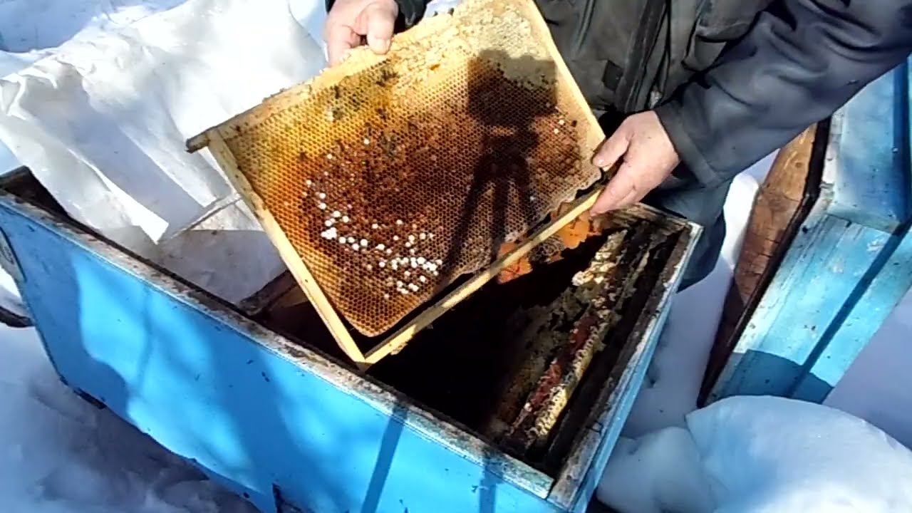 Пчелы. 28 февраля 2026 года. Погибли пчелы невзначай...