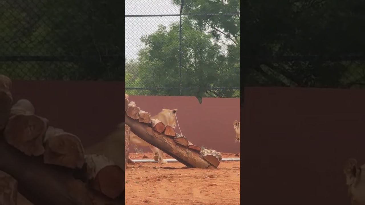 Lions At SV Zoo Park Tirupati