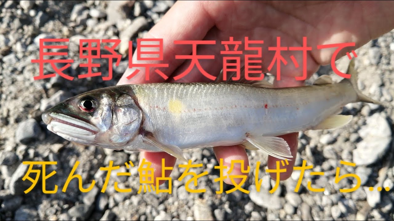 長野県天龍村で死んだ鮎を投げたら&hellip;