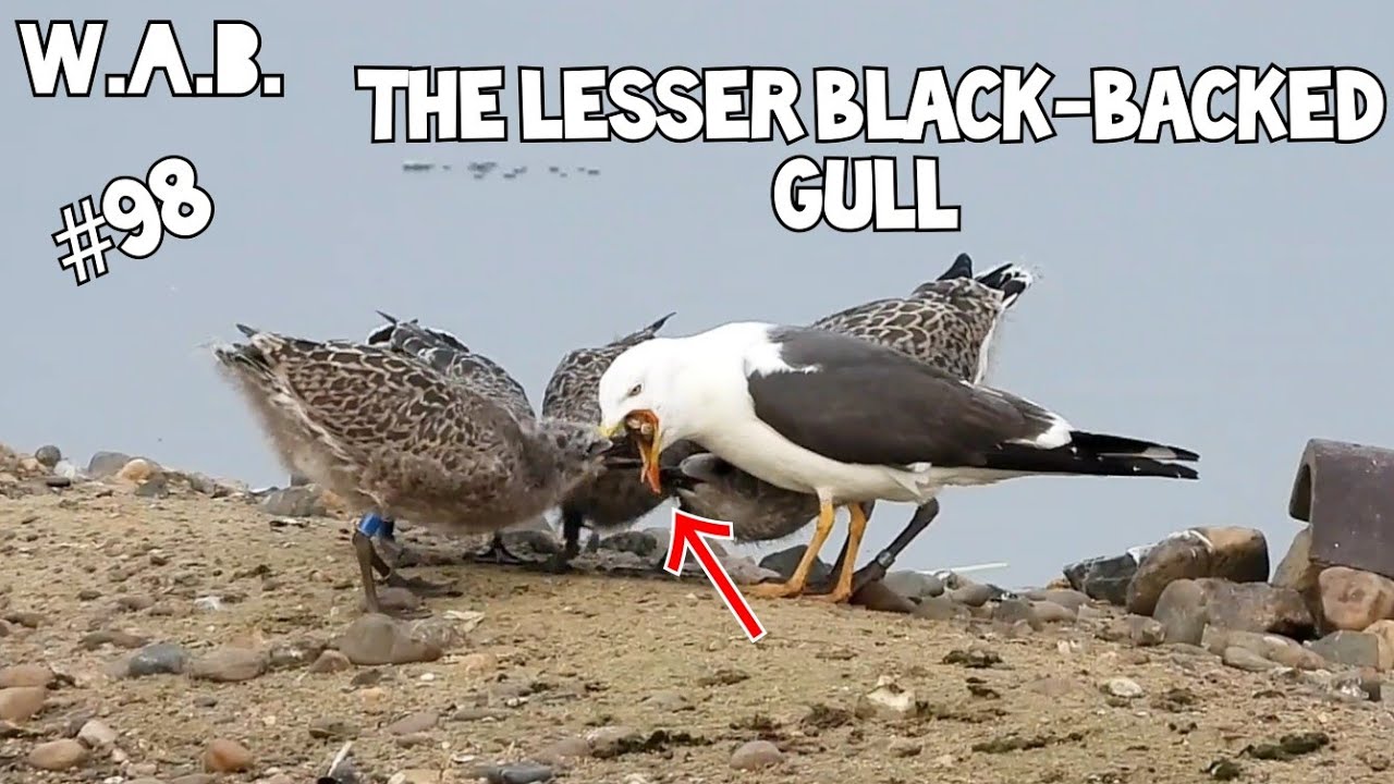 The&nbsp;lesser black-backed GULL&nbsp;feeding young | Maasbracht, The Netherlands | Wild Animal Behaviour #98