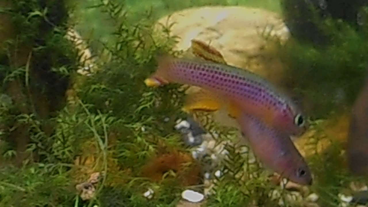 155 Aphyosemion striatum  Red striped killifish Proporczykowiec czerwonopręgi