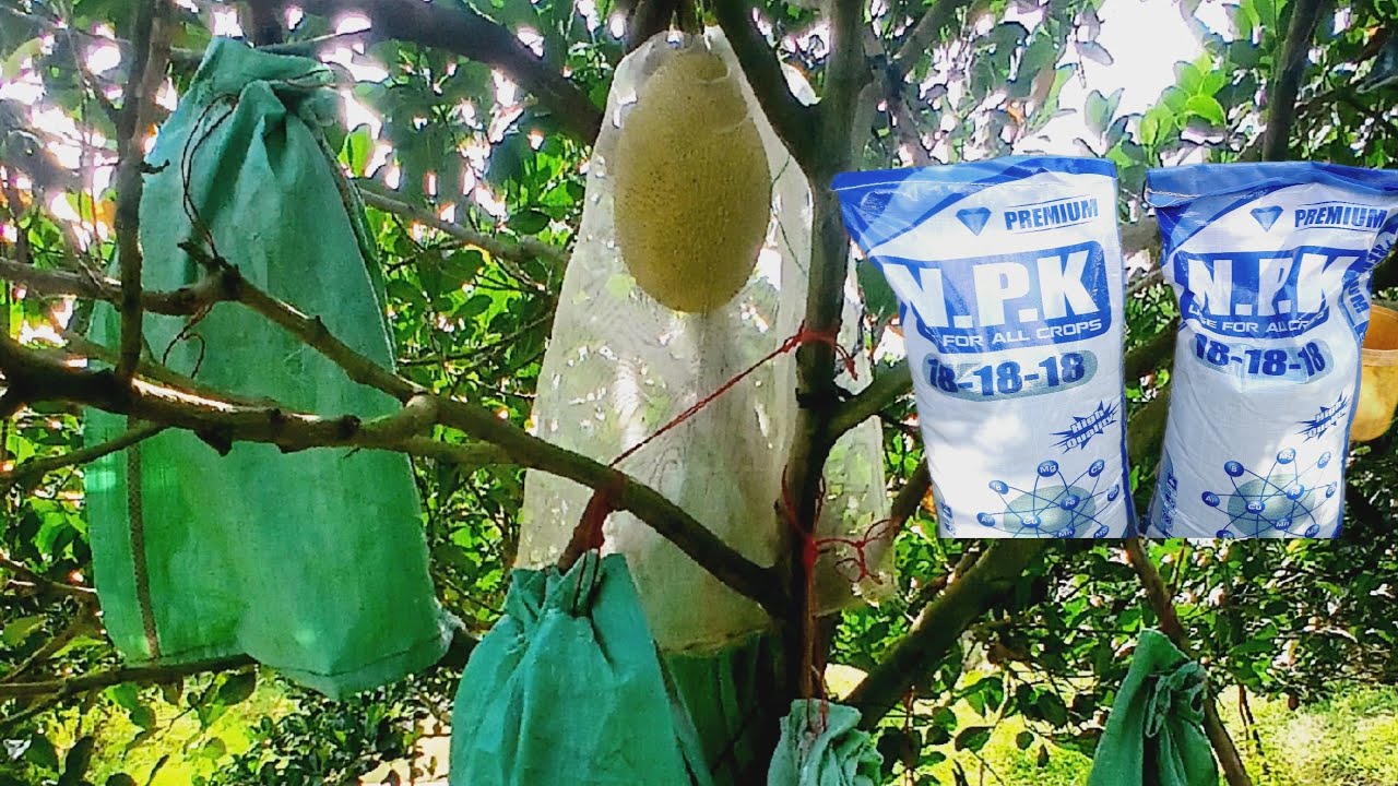 cách đi phân cho mít indo mau lớn tròn đều vào mùa nắng 