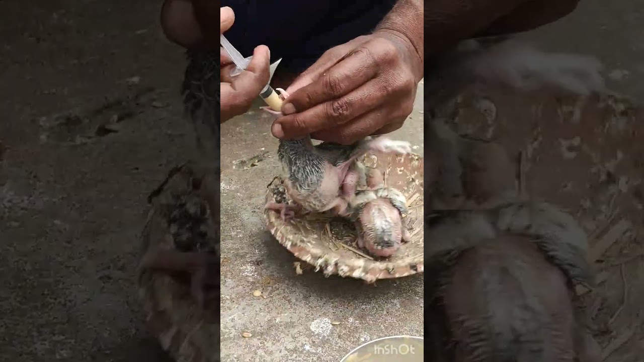 বাচ্চা খাওয়ানোর ভিডিও।